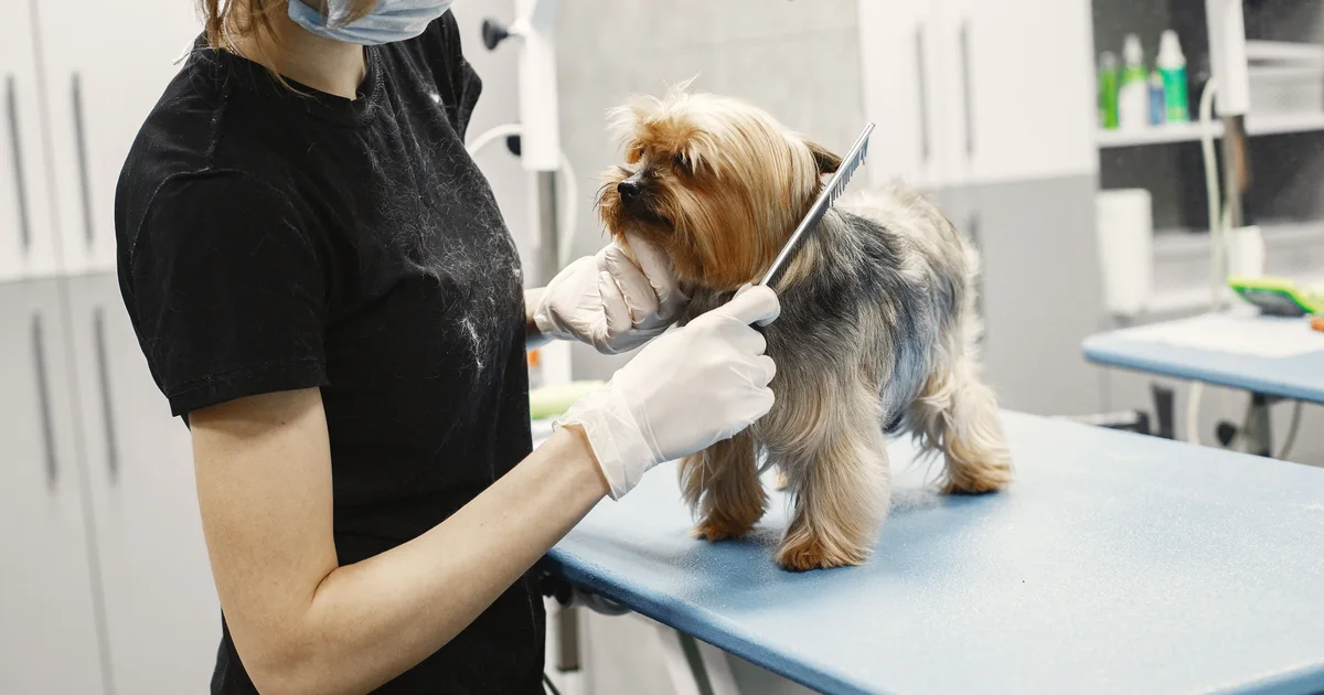 A groomer in gloves trimming a small Yorkshire Terrier on a grooming table in a pet salon